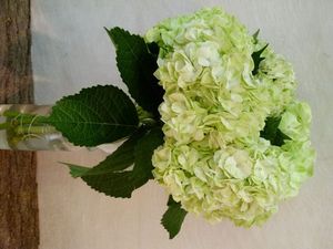 HORT. VERT Colombie 65